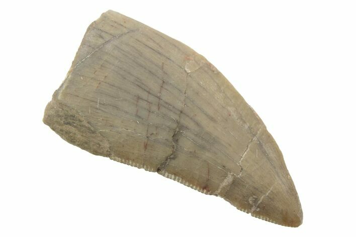 Rare, Serrated, Megalosaurid (Marshosaurus) Tooth - Colorado #222493